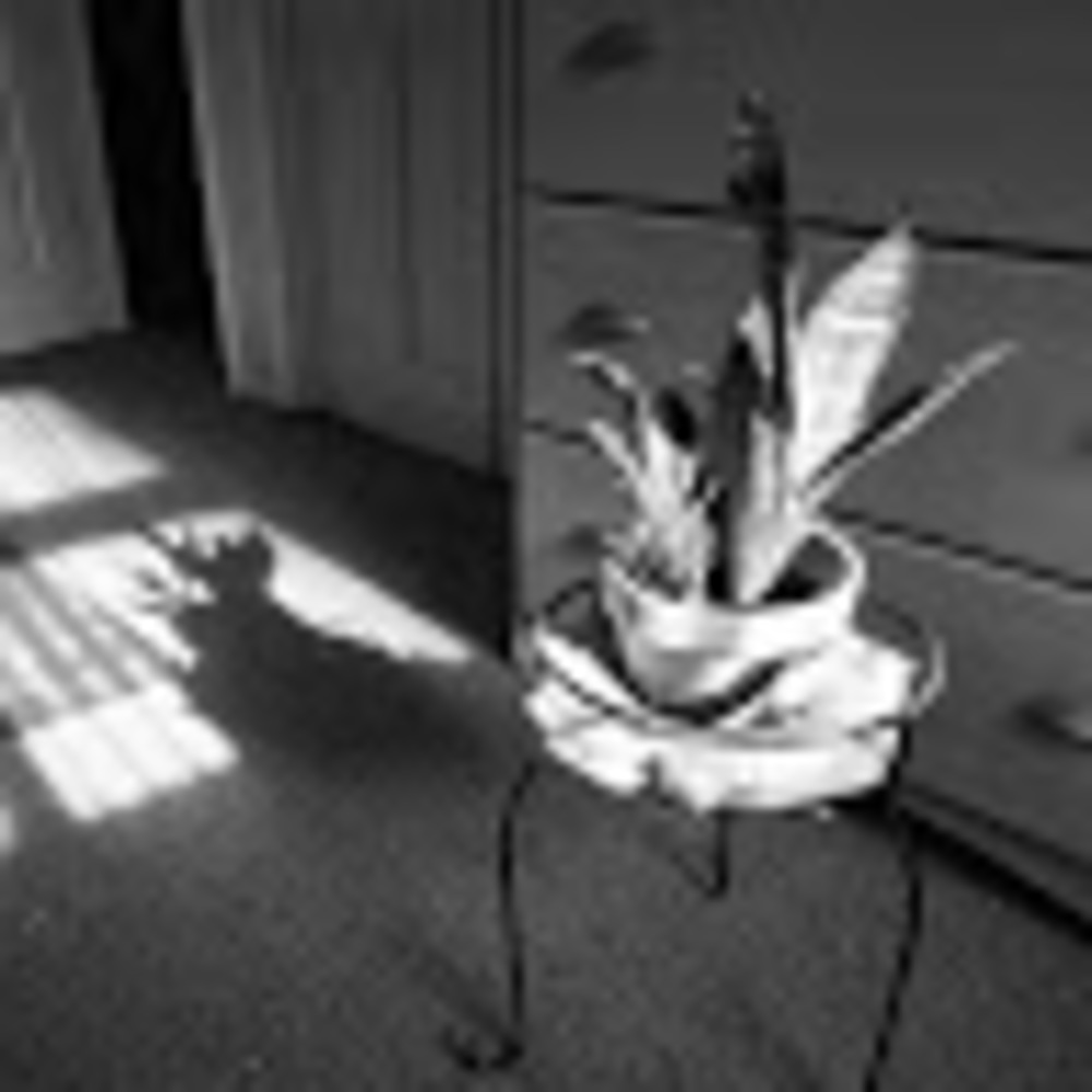 Meet your Posher, Jade